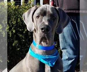 Great Dane Dogs for adoption in Atlanta, GA, USA