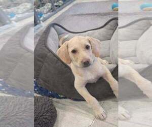 Medium Photo #4 Catahoula Leopard Dog-Labrador Retriever Mix Puppy For Sale in Sanford, FL, USA