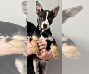 Basenji-Unknown Mix Dogs for adoption in Clarkston, MI, USA