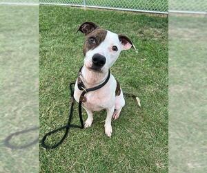 American Pit Bull Terrier Dogs for adoption in Louisville, KY, USA