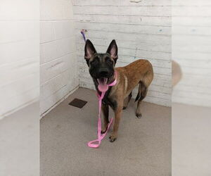 Mutt Dogs for adoption in San Bernardino, CA, USA