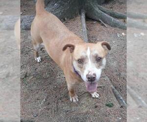 American Pit Bull Terrier-Retriever  Mix Dogs for adoption in Blairsville, GA, USA