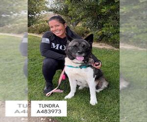 Akita Dogs for adoption in Santa Maria, CA, USA