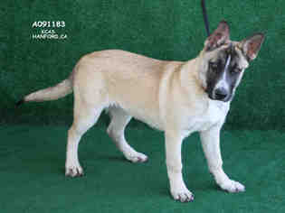 Akita Dogs for adoption in Hanford, CA, USA