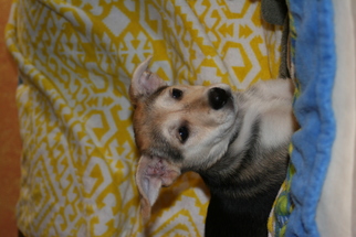 Medium Photo #1 Rottweiler-Unknown Mix Puppy For Sale in Von Ormy, TX, USA