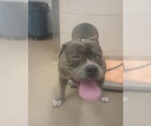 American Pit Bull Terrier Dogs for adoption in Santa Maria, CA, USA