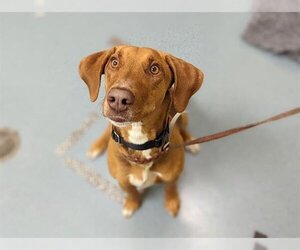 Beagleman Dogs for adoption in Denver, CO, USA