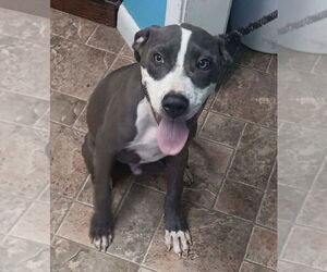 American Pit Bull Terrier-American Staffordshire Terrier Mix Dogs for adoption in Wenonah, NJ, USA