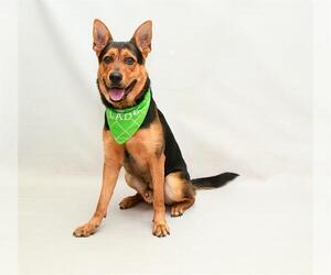 German Shepherd Dog-Unknown Mix Dogs for adoption in Sanford, FL, USA