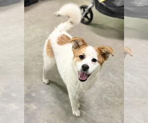 Saint Bernard-Unknown Mix Dogs for adoption in Elmsford, NY, USA