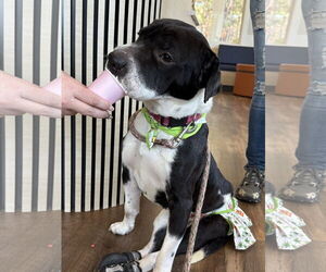 Chinese Shar-Pei-Unknown Mix Dogs for adoption in Mooresville, NC, USA