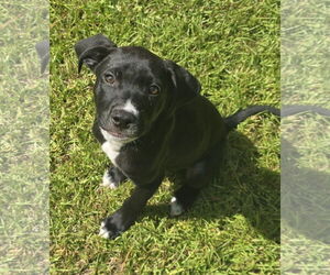 Borador Dogs for adoption in Lexington, SC, USA