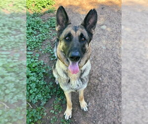 German Shepherd Dog Dogs for adoption in Sacramento, CA, USA