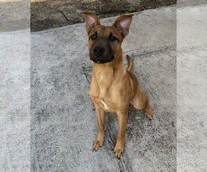 Black Mouth Cur-Unknown Mix Dogs for adoption in Euless, TX, USA