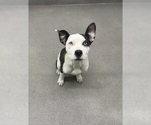 American Bulldog-Unknown Mix Dogs for adoption in HESPERIA, CA, USA