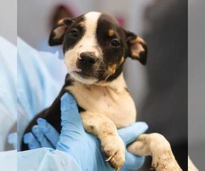 American Staffordshire Terrier Dogs for adoption in San Antonio, TX, USA