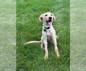 Labrador Retriever-Unknown Mix Dogs for adoption in Germantown, OH, USA
