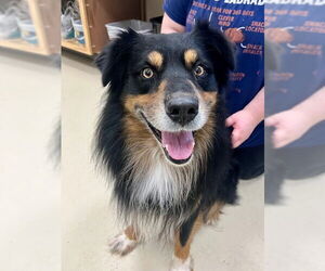 Australian Shepherd-Unknown Mix Dogs for adoption in Webster, WI, USA
