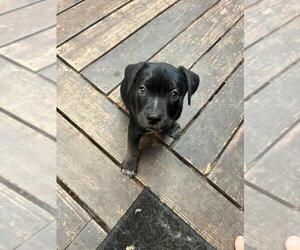 American Staffordshire Terrier-Unknown Mix Dogs for adoption in Santa Cruz, CA, USA