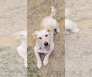 Golden Labrador Dogs for adoption in Dallas, TX, USA