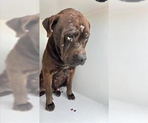 Labrador Retriever-Unknown Mix Dogs for adoption in Houston, TX, USA