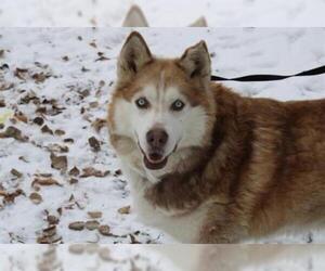 Siberian Husky Dogs for adoption in Fairbanks, AK, USA