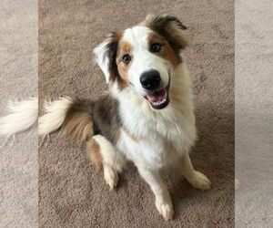 Border-Aussie Dogs for adoption in Princeton, MN, USA