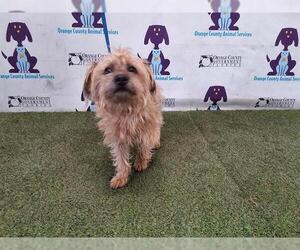 Cairn Terrier Dogs for adoption in Orlando, FL, USA