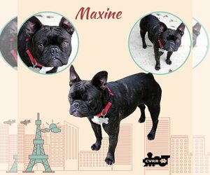 Faux Frenchbo Bulldog Dogs for adoption in Lindsay, CA, USA