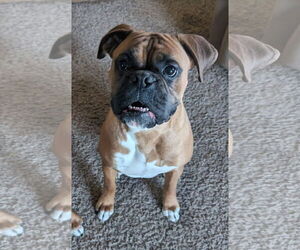 Boxer Dogs for adoption in Woodbury, MN, USA