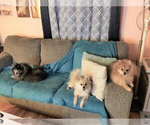 Pomeranian Dogs for adoption in Point Pleasant, PA, USA