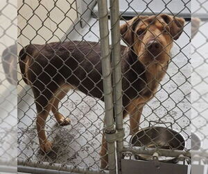 Chinese Shar-Pei-Unknown Mix Dogs for adoption in Anchorage, AK, USA