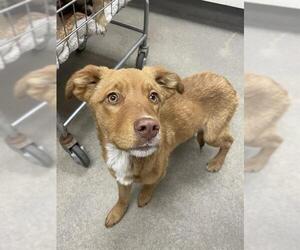 Labrador Retriever-Unknown Mix Dogs for adoption in HESPERIA, CA, USA