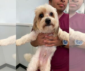 Maltese-Poodle (Toy) Mix Dogs for adoption in Cranston, RI, USA