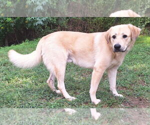 Labrador Retriever-Unknown Mix Dogs for adoption in Wetumpka, AL, USA