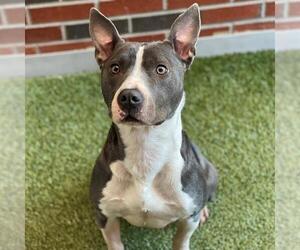 American Pit Bull Terrier Dogs for adoption in Edmond, OK, USA