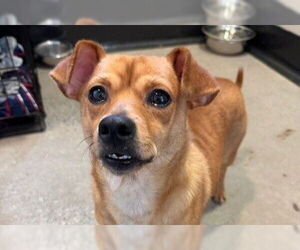 Chihuahua Dogs for adoption in Redwood City, CA, USA
