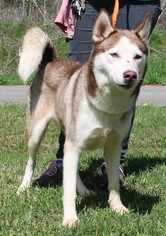 Small Alaskan Husky