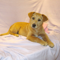 Medium Photo #1 Golden Retriever-Unknown Mix Puppy For Sale in Fayetteville, TN, USA