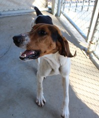 American Foxhound Dogs for adoption in Hilton Head, SC, USA