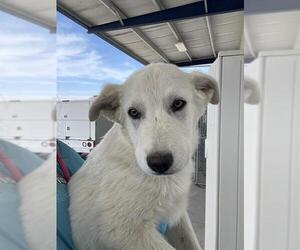- Mix Dogs for adoption in Bakersfield, CA, USA