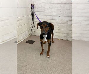 Doberman Pinscher Dogs for adoption in San Bernardino, CA, USA