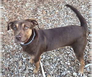 Medium Photo #2 Mutt Puppy For Sale in Boston, MA, USA