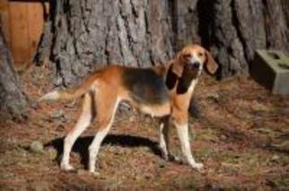 English Foxhound Dogs for adoption in Glen Haven, WI, USA
