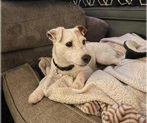 Jack Russell Terrier Dogs for adoption in Arlington, WA, USA