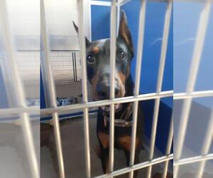 Doberman Pinscher Dogs for adoption in Pierceton , IN, USA