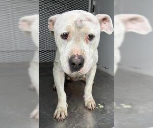 Mutt Dogs for adoption in Bakersfield, CA, USA