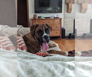 Boxer Dogs for adoption in Woodbury, MN, USA