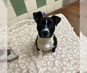 American Pit Bull Terrier Dogs for adoption in Salinas, CA, USA