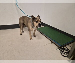 Mutt Dogs for adoption in Corona, CA, USA
